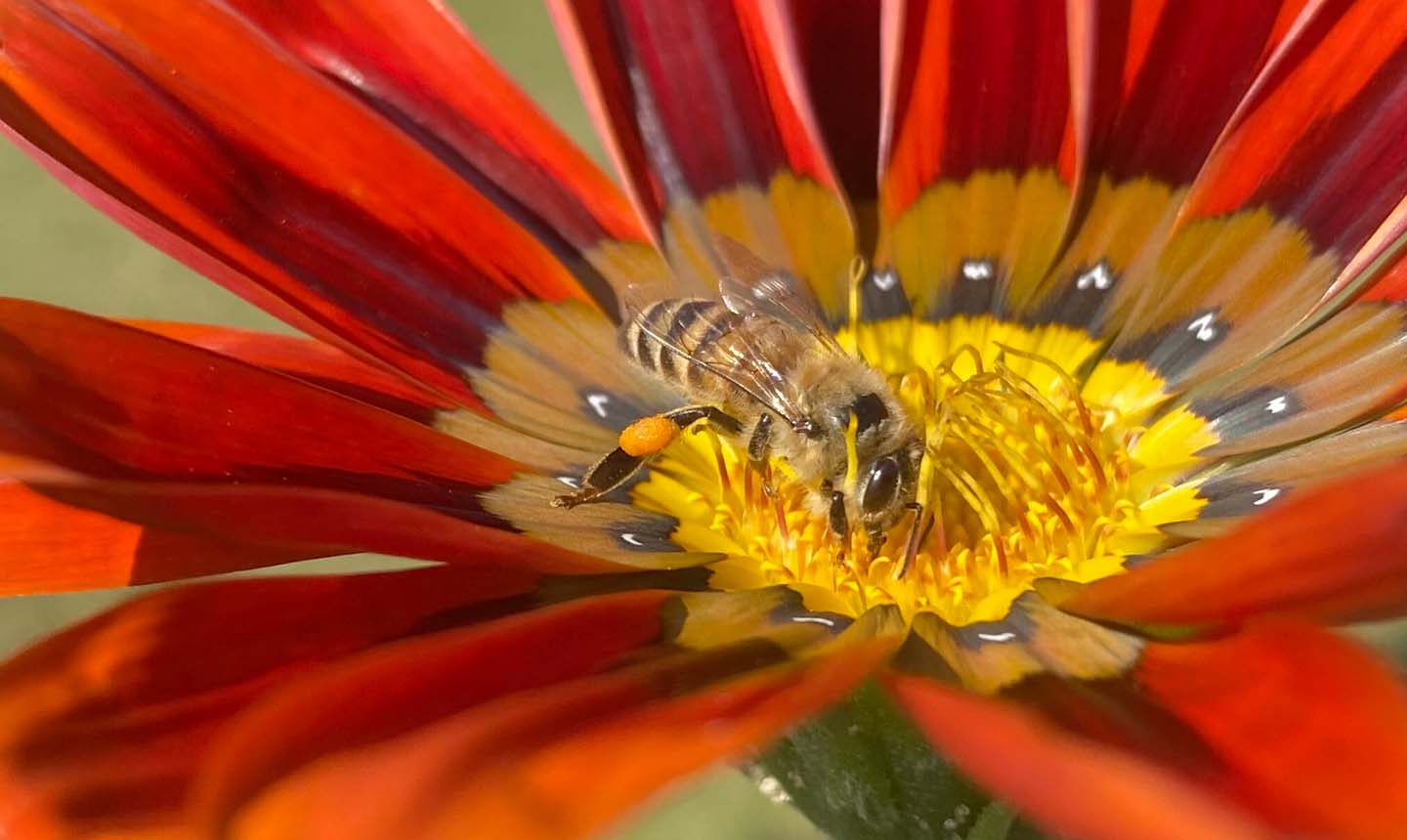 World WIldlife Day 2023