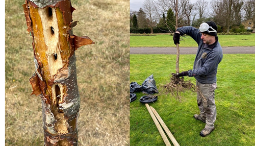 Woodpecker damage at Runnymede