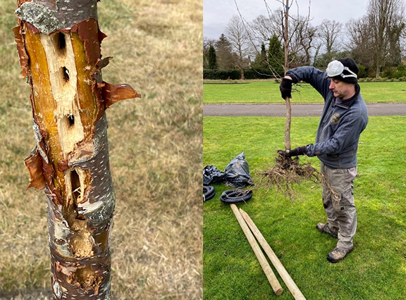 Planting restoration at the Runnymede Air Forces Memorial